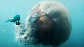 School Children Turn Sea Monsters Into Space Candy